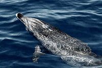 whales and marine life in the Azores